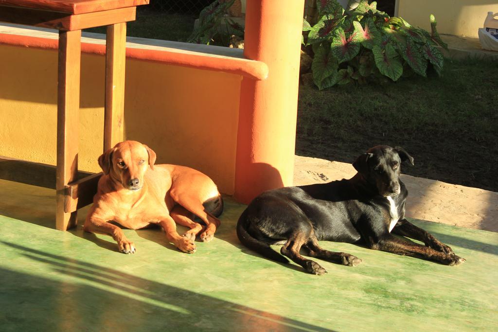 Gipsy Ranch Rooms Cabarete Kültér fotó